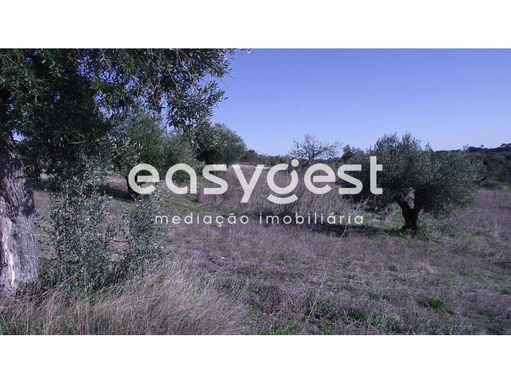 Terreno com vista sobre a Serra D´Aire e Candeeiros - Torres Novas - Grande imagem: 4/12