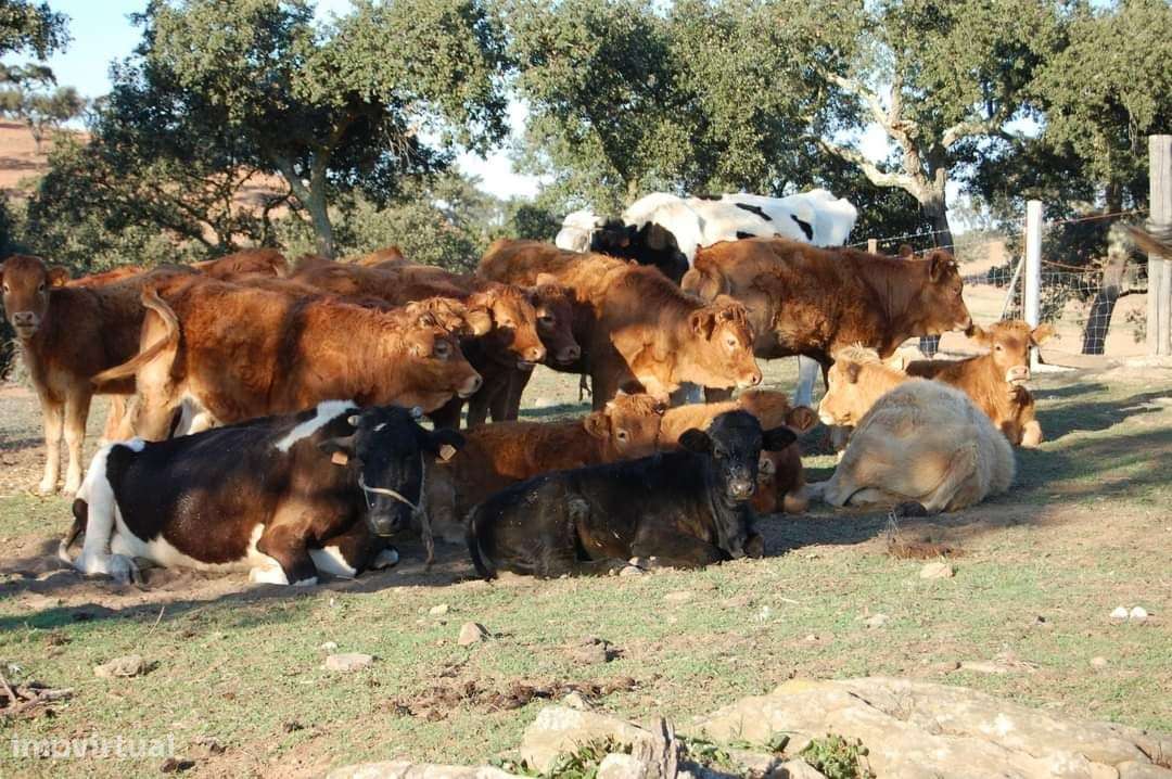 Herdade Exclusiva em Ourique, Beja - Grande imagem: 4/23