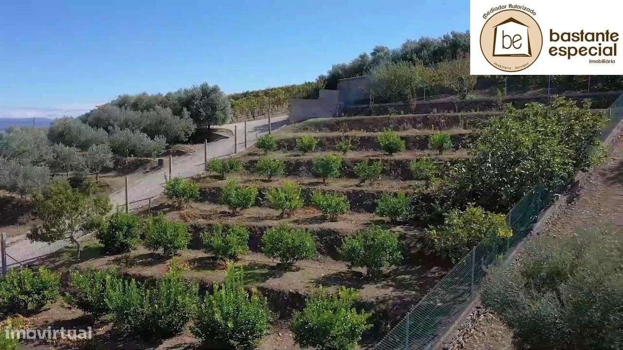 Quinta no Alto Douro Vinhateiro - Lamego com 7 ha (hectares)-20