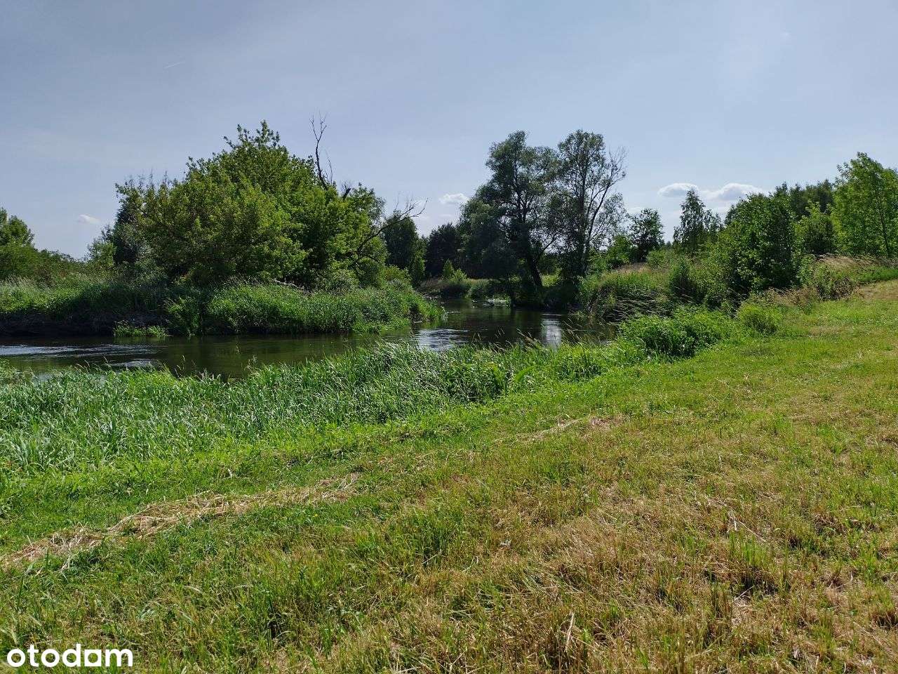 Działka Brodnica cisza spokój, sosnowy las, blisko-4