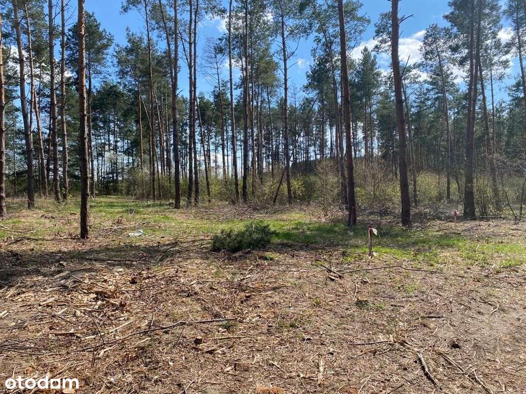 Działki rekreacyjne  leśne - Pełny obrazek: 4/9