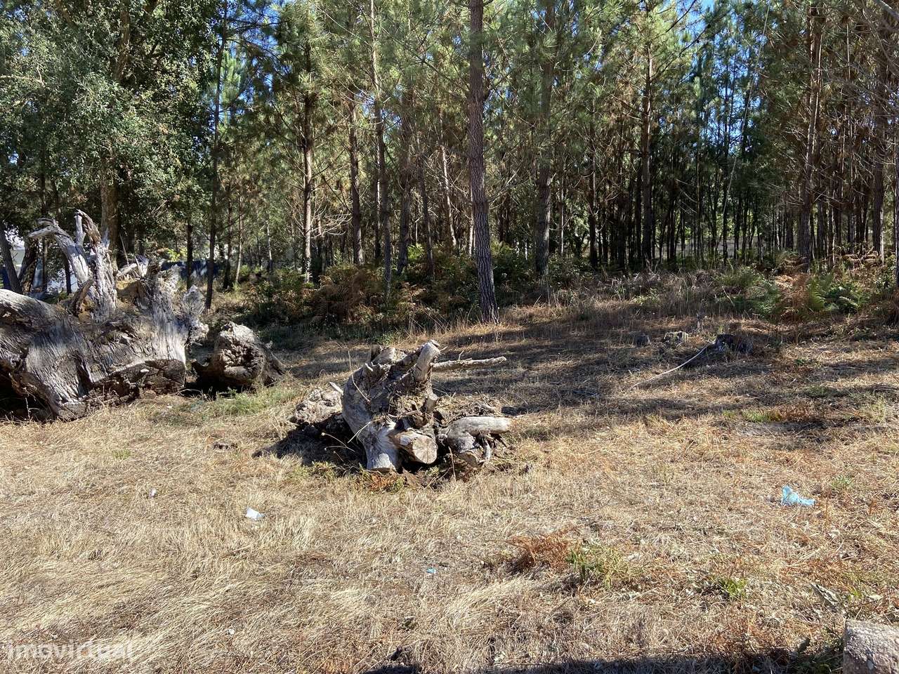 Terreno rustico /  Fagundo / Marinha Grande - Grande imagem: 4/5