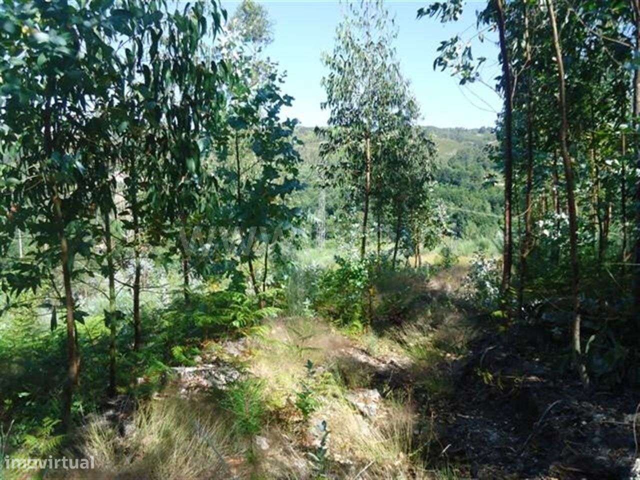 Terreno em Queimadela - Grande imagem: 2/4