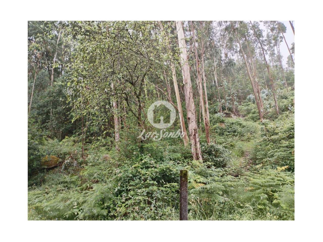 Terreno de 6140m² no Parque Natural do Gerês - Grande imagem: 4/5