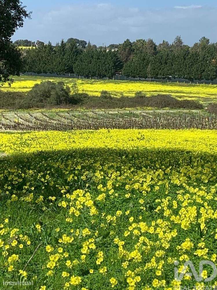 Terreno Agrícola em Palmela - Grande imagem: 4/12
