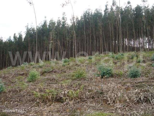 Terreno - Grande imagem: 4/4