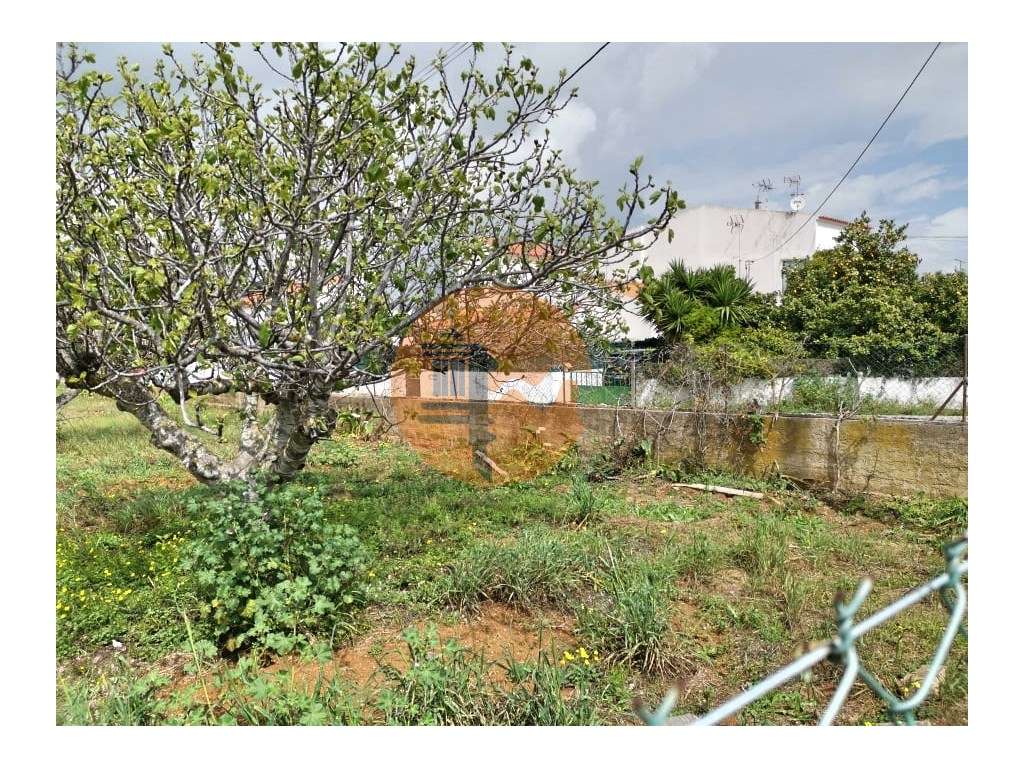 Terreno vedado com furo de água e árvores de frutos - Grande imagem: 5/14