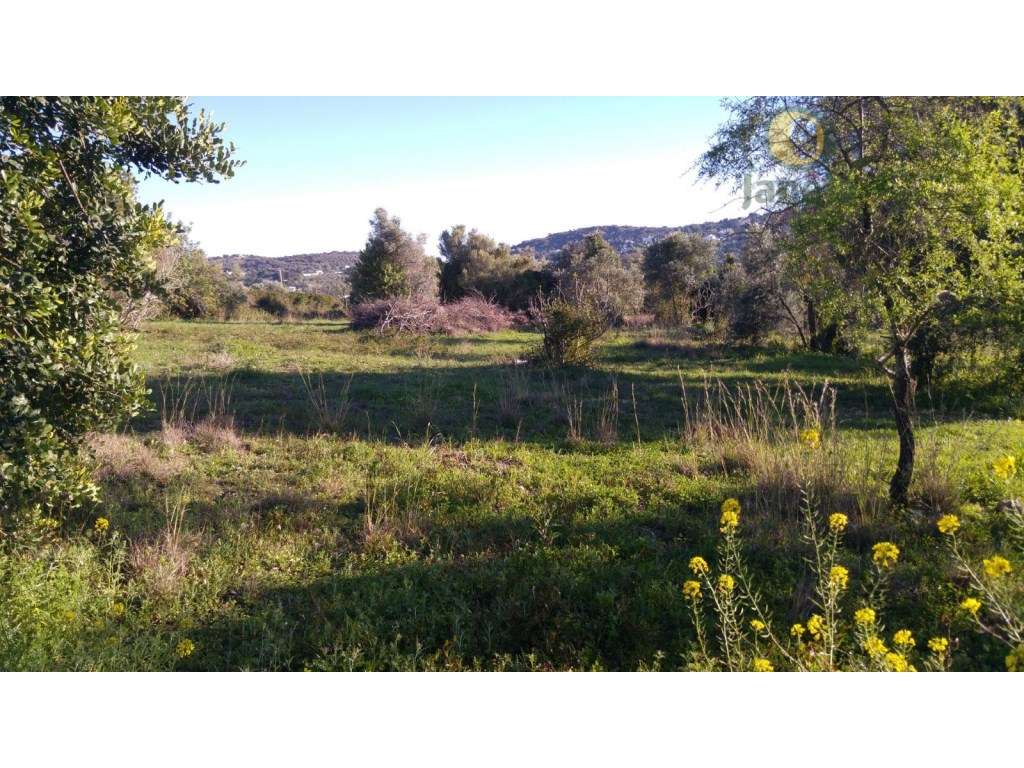 Terreno Rústico Venda São Brás de Alportel - Grande imagem: 2/9