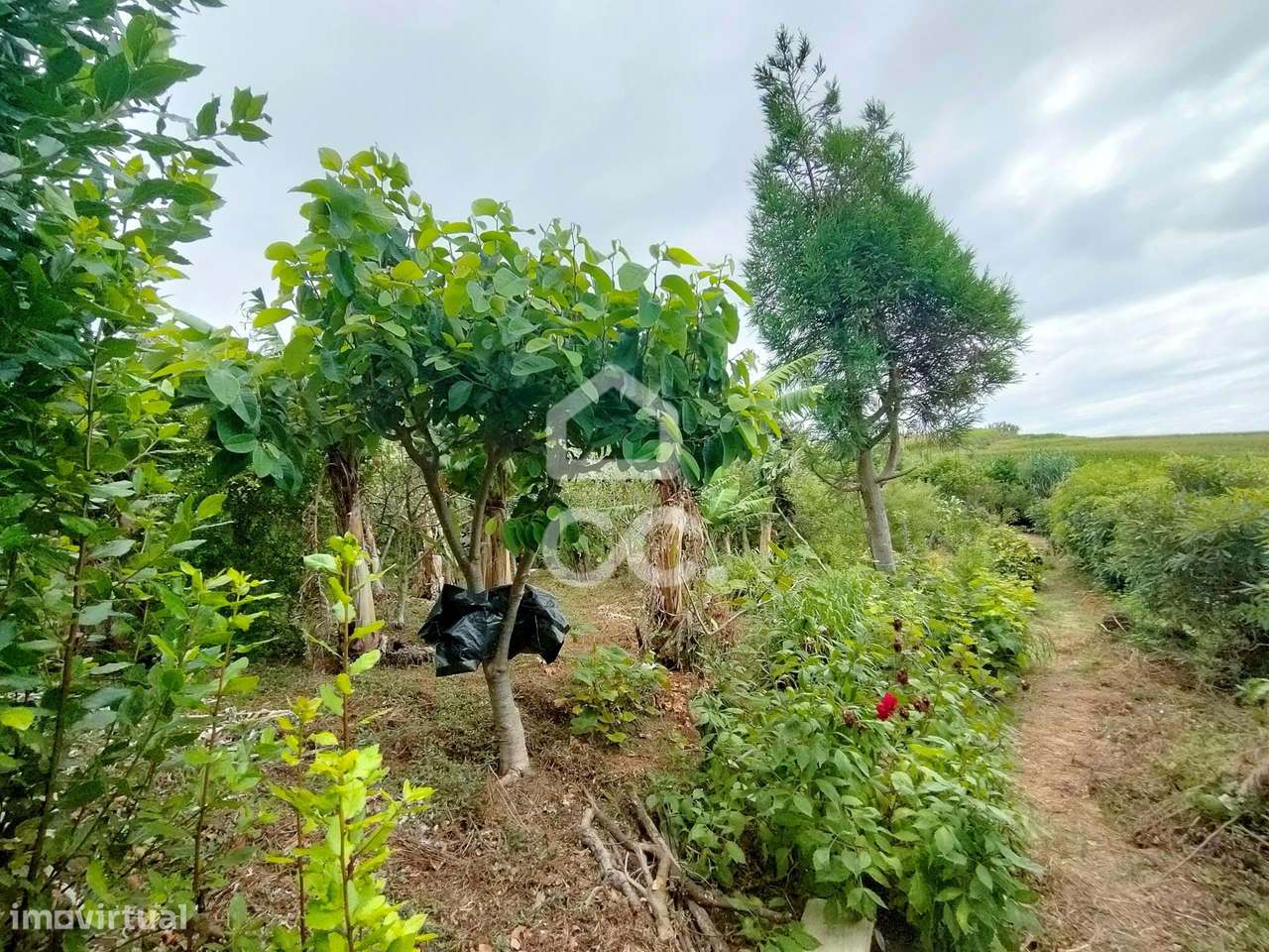 Terreno com 1.460,00 m2 - Ponta Garça - Vila Franca do Campo - Grande imagem: 5/16