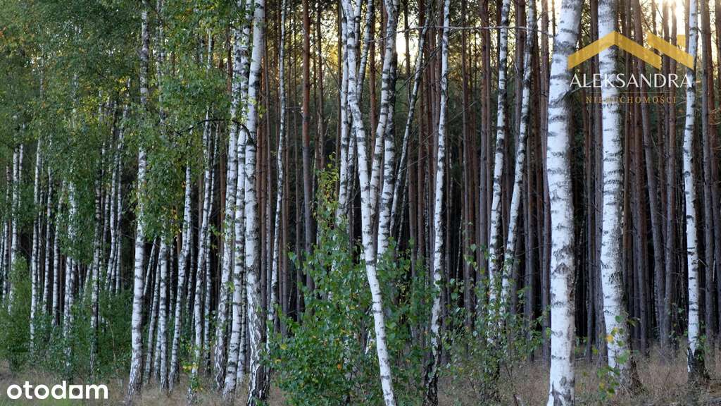 Dwie działki: rolna i leśna - Sojczyn Grądowy-0