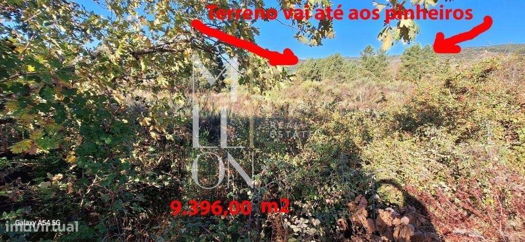 Terreno com Pinhal e Olival- 127 - Grande imagem: 4/10
