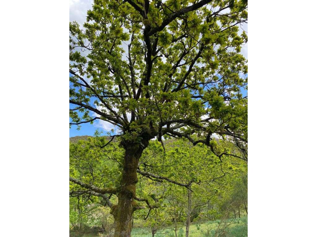 Terreno - Grande imagem: 5/5