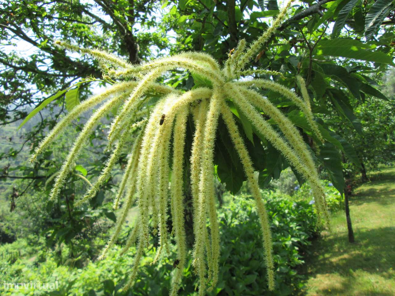 Quintinha no Minho Ponte de Lima * 10.000 m2 * a 90 Km do Porto-39