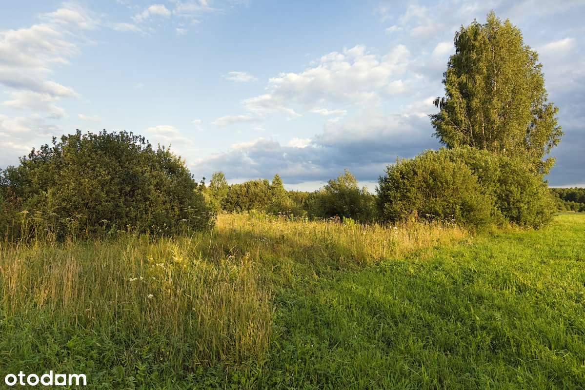 Użytki zielone na skraju Puszczy Białowieskiej, we wsi Olchówka.-3