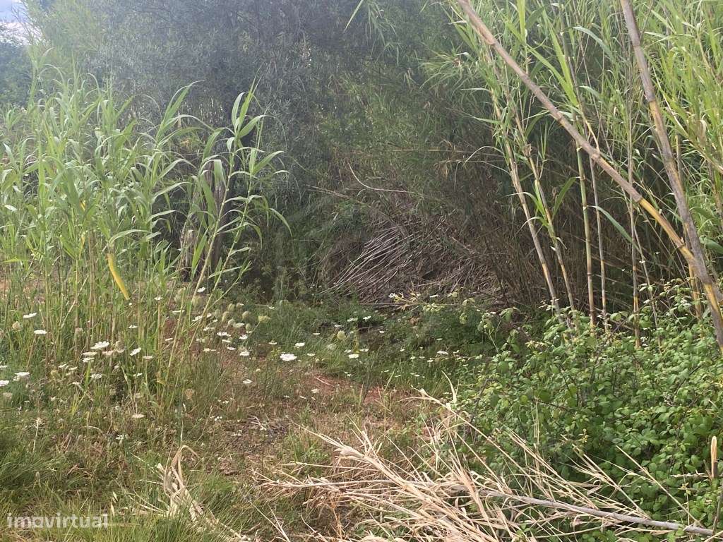 Lote de terreno rústico com a área total de 1980m2, Salir, Algarve - Grande imagem: 4/15