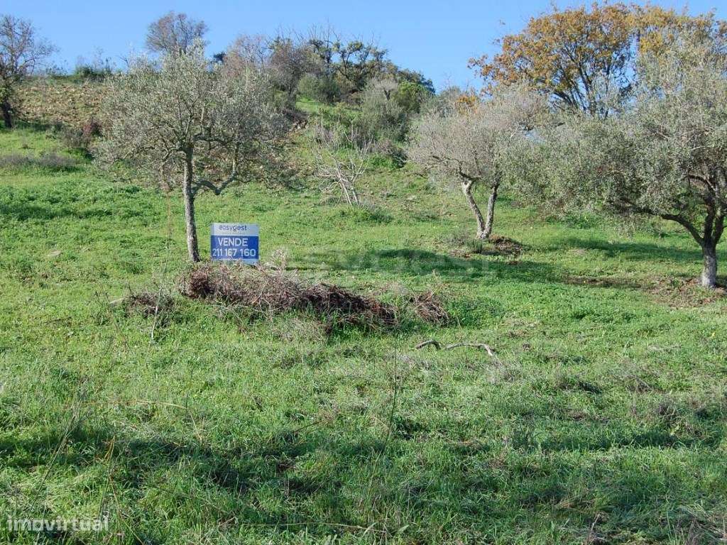 Terreno Rústico no Zambujal, freguesia de Vaqueiros - Alcoutim - Grande imagem: 5/12