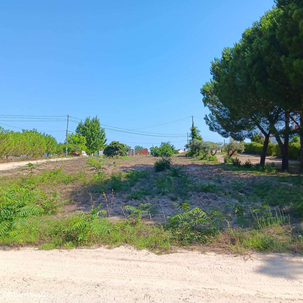 Fazenda 5000m2 de Terreno em Foros Vale Verde – Coruche - Grande imagem: 2/3