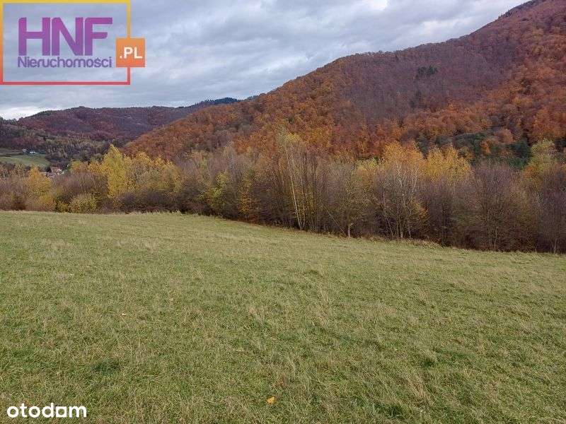 Działka rolno-leśna Rytro 1,17ha Połom Niżna - Pełny obrazek: 4/16