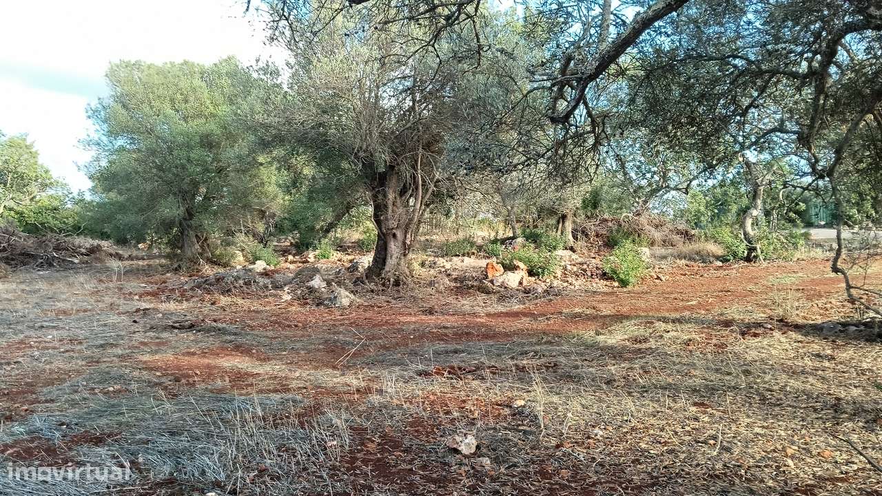Terreno rustico com luz no Areeiro-Alte - Grande imagem: 4/4