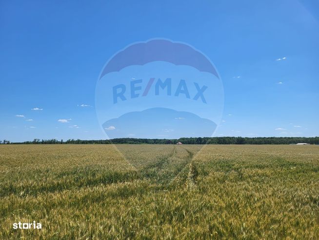 Teren intravilan 30,800mp Ciolpani, f.s 105 ml. Comision 0%-0