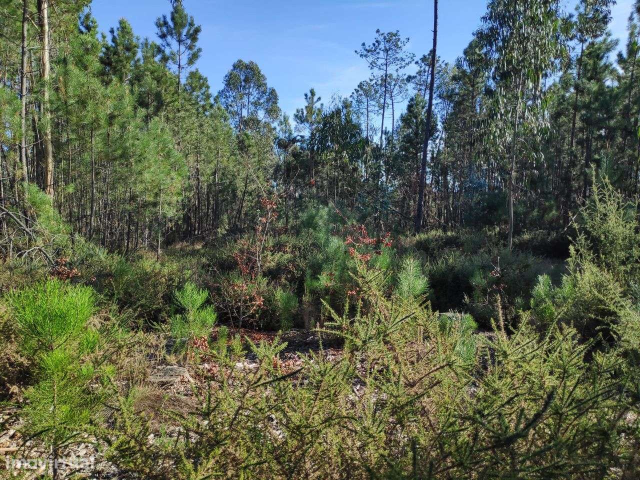 Terreno Rústico a 6 Kms do Centro - Grande imagem: 4/12