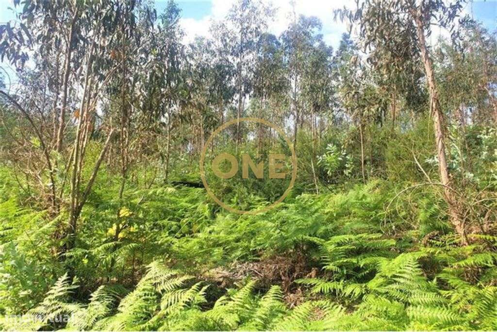 Terreno Florestal em Vale (São Martinho) - Grande imagem: 5/5