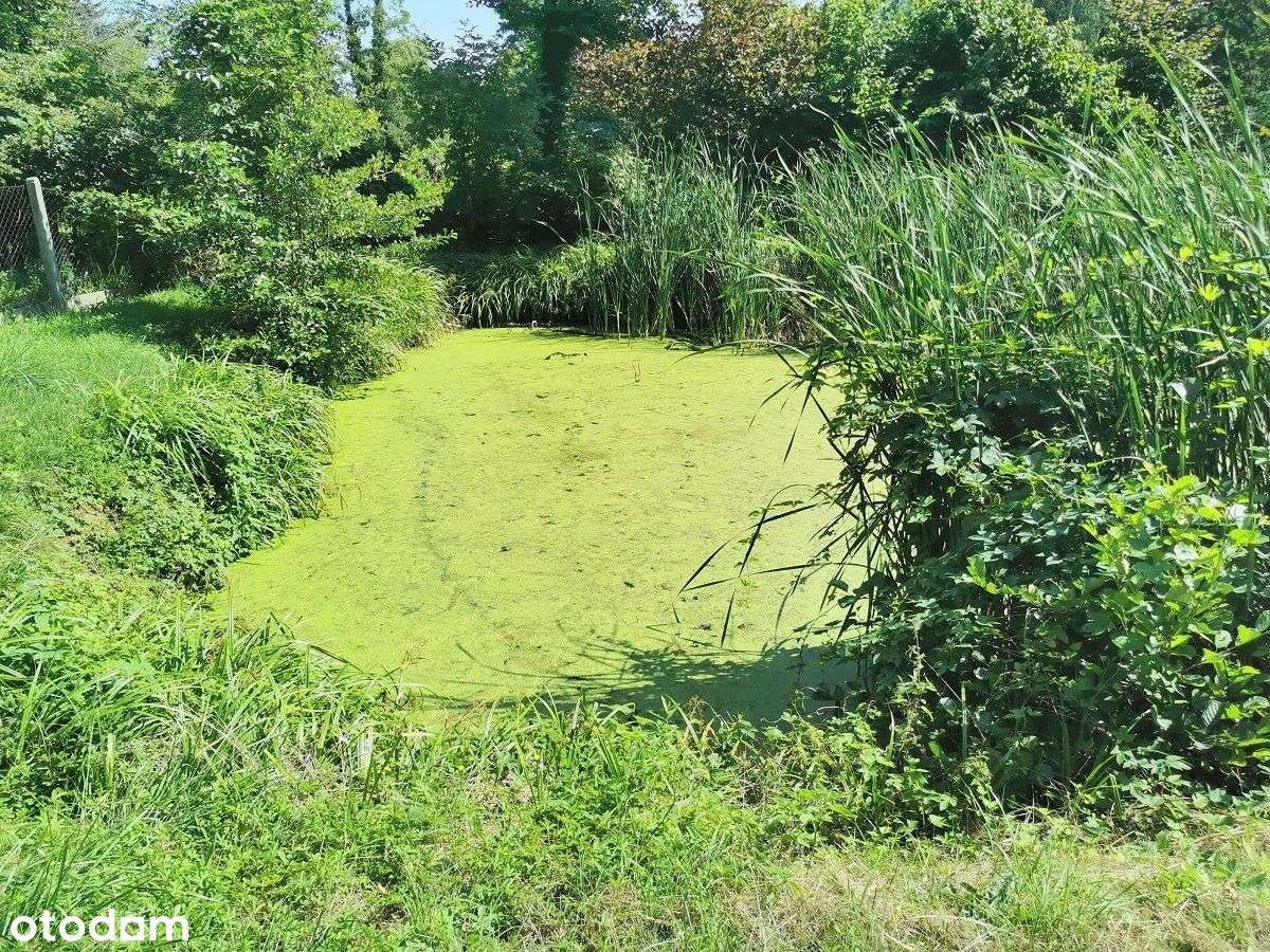 magiczne siedlisko w Foluszu koło Pleszewa-15