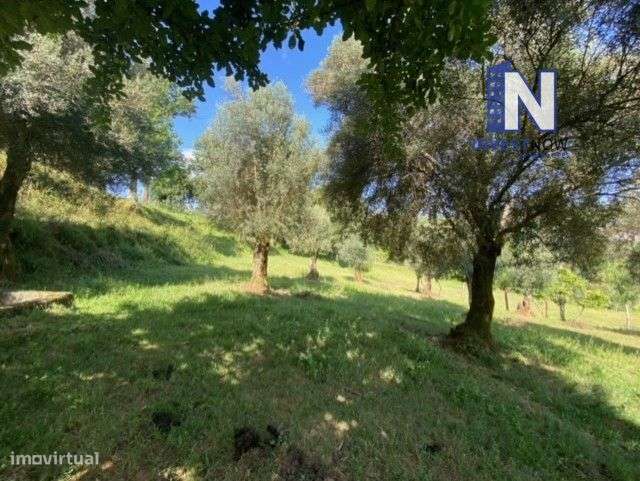 Quinta para Venda em Celorico de Bastos-3