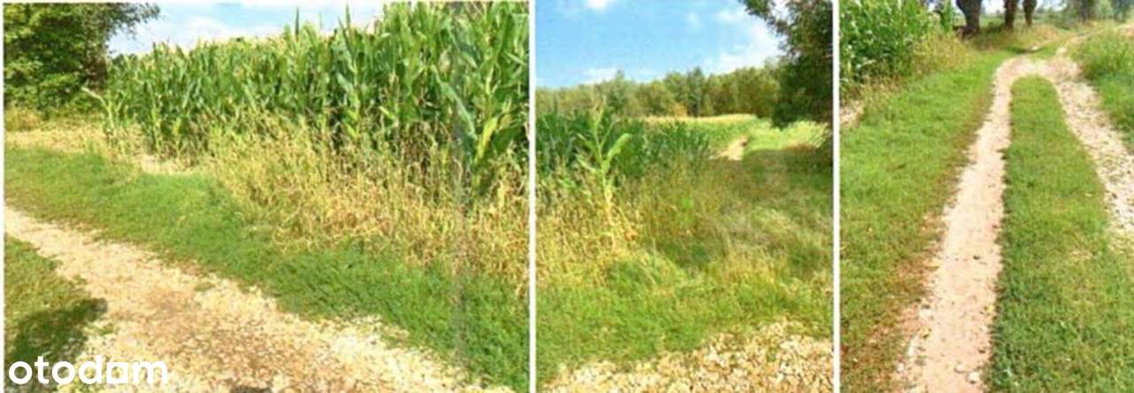 Działka, 7 100 m², Marcinkowice - Pełny obrazek: 4/4