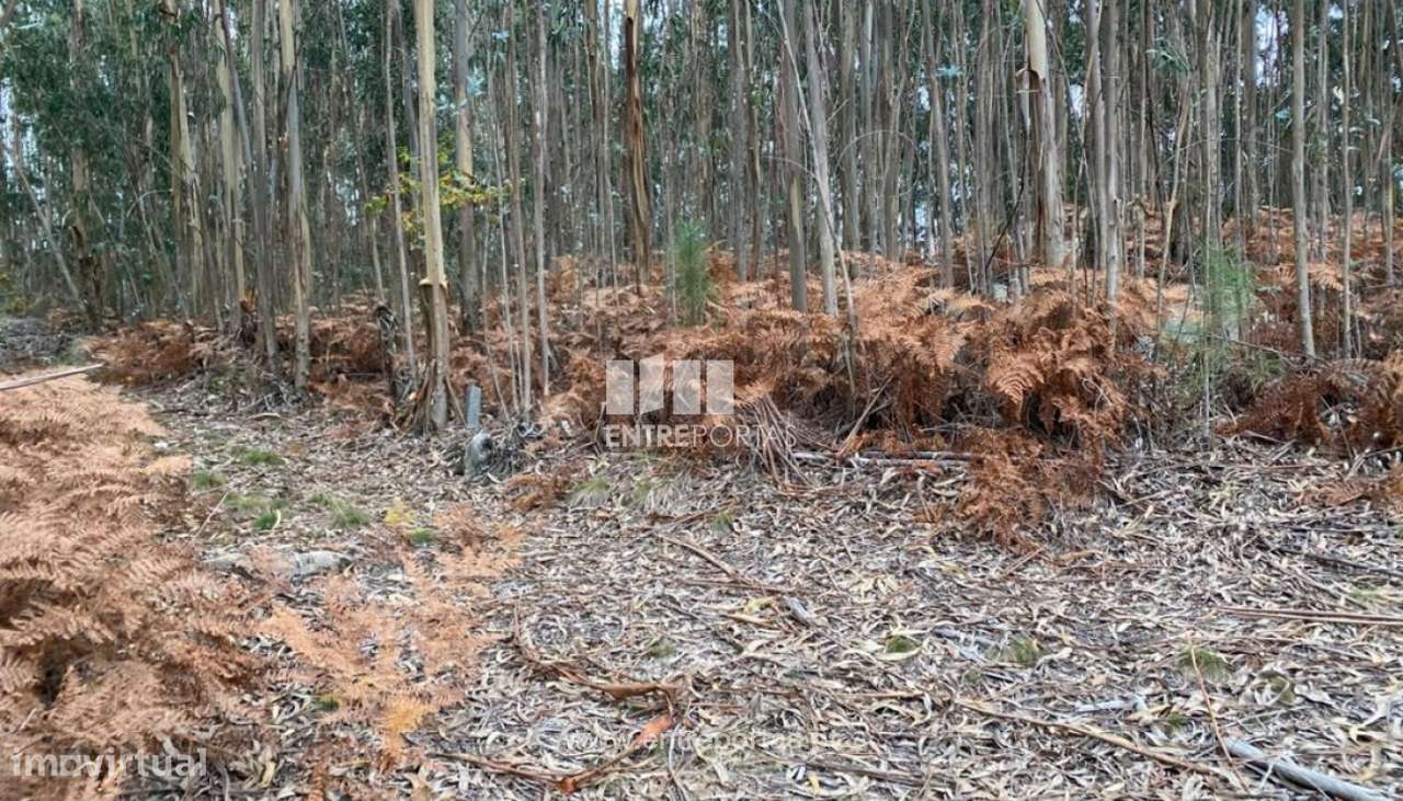 Venda Terreno com 3800m2, Vila Boa do Bispo, Marco de Canaveses - Grande imagem: 4/10