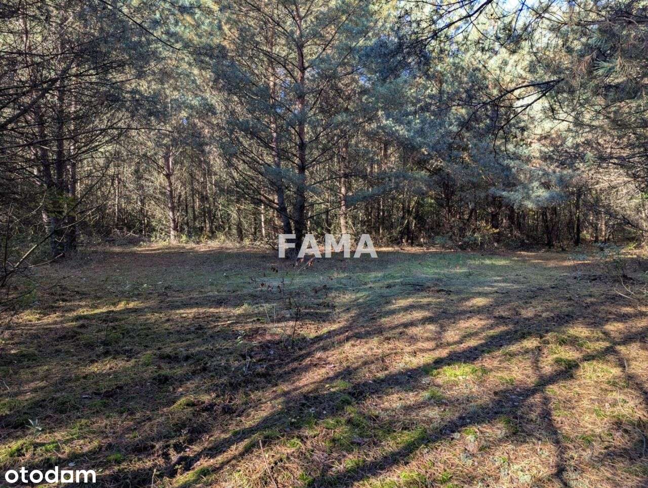 Działka 3,87 ha, Lisek, gm. Fabianki, asfalt-8