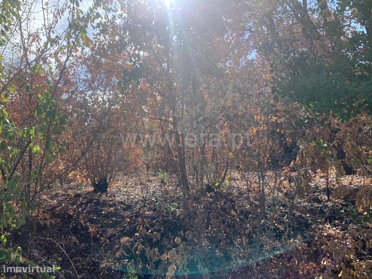 Terreno / Fundão, Telhado - Grande imagem: 3/5