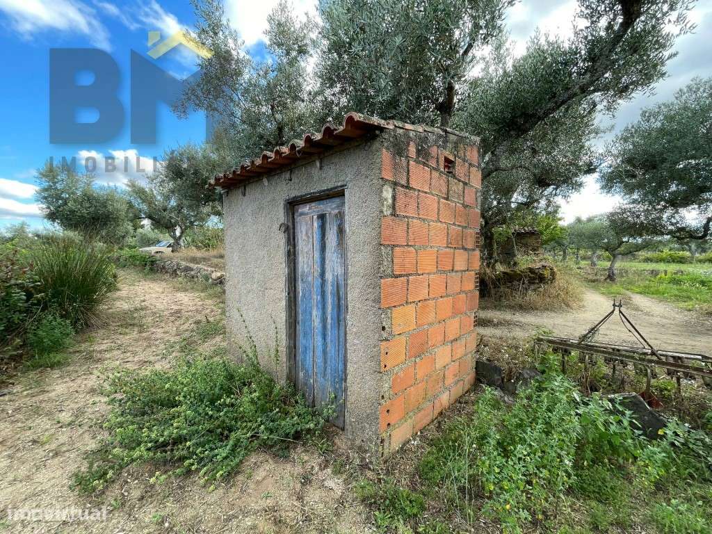 Terreno com árvores de fruto e oliveiras em Juncal do Campo! - Grande imagem: 3/15