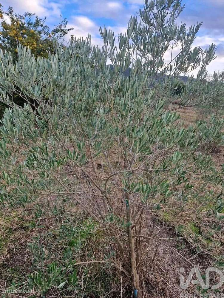 Terreno Agrícola em Orjais - Grande imagem: 5/11