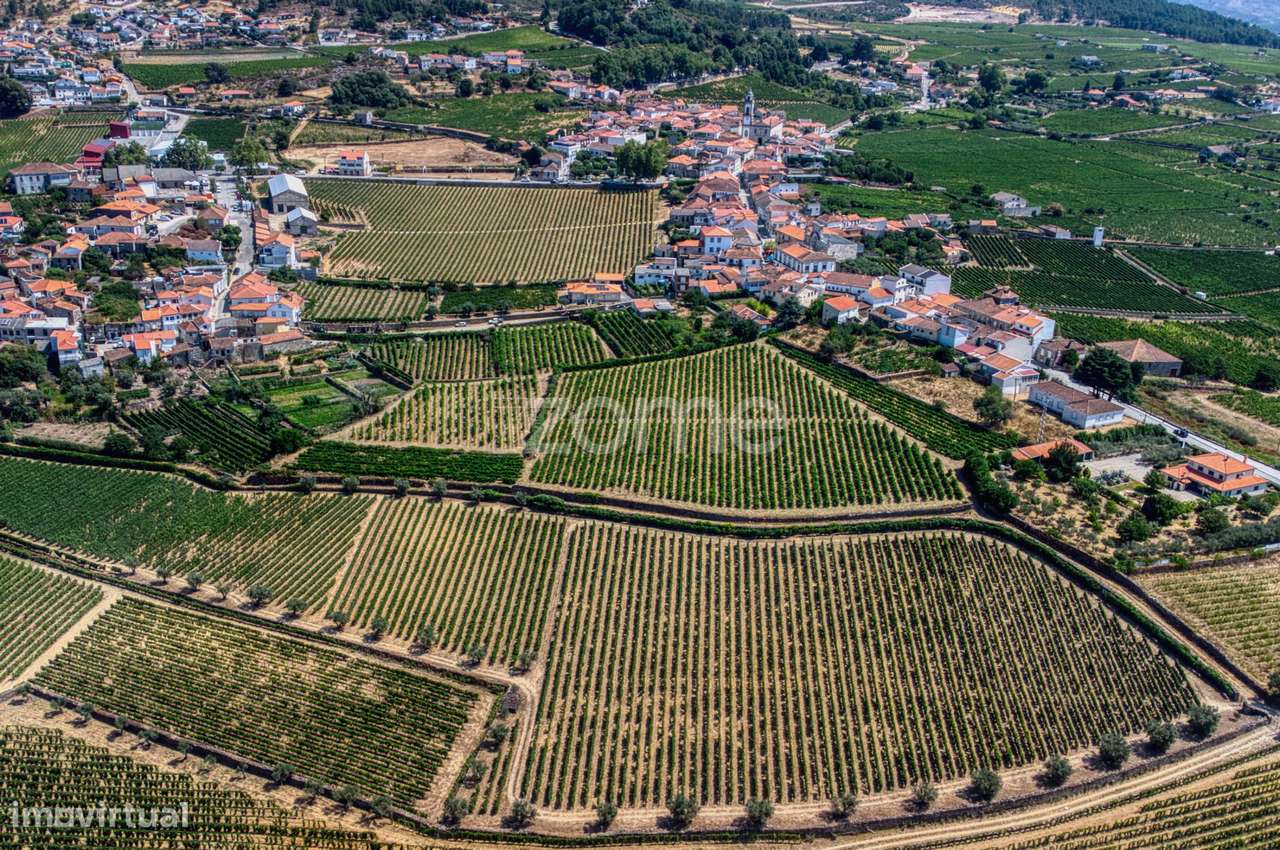 Moradia c/9 divisões, vinha e armazém em Lugar de São Gonçalo, Fava...-41
