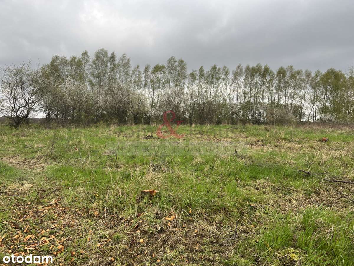 Duża działka z fragmentem pod zabudowę Sarbsk - Pełny obrazek: 5/11