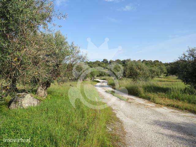 PROJECTO TURÍSTICO PERTO DE MONSARAZ - Grande imagem: 5/21