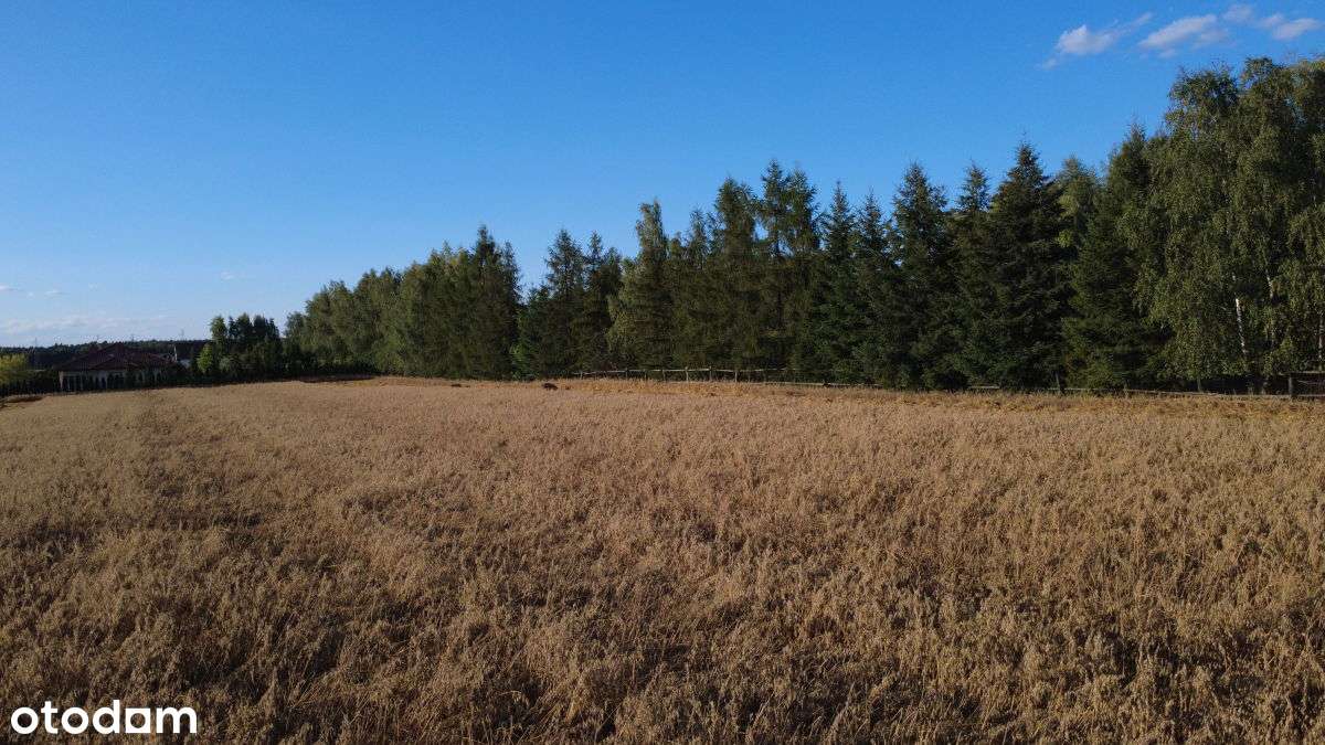 Sprzedam działkę budowlano-rekreacyjną Kicin - Pełny obrazek: 4/7