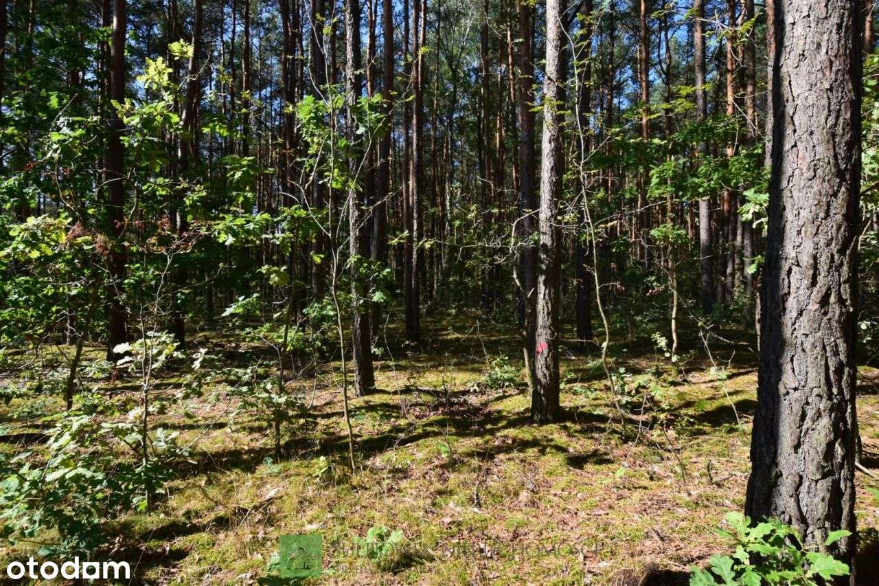 Działka, 1 535 m², Sulejówek-2