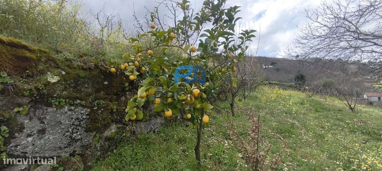 Terreno Urbanizável de 7959 m² com Armazém-12