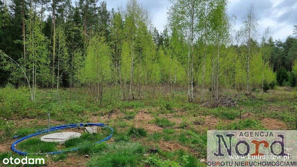 Działka przy ścianie lasu, Gorczyca, Płaska - Pełny obrazek: 4/12