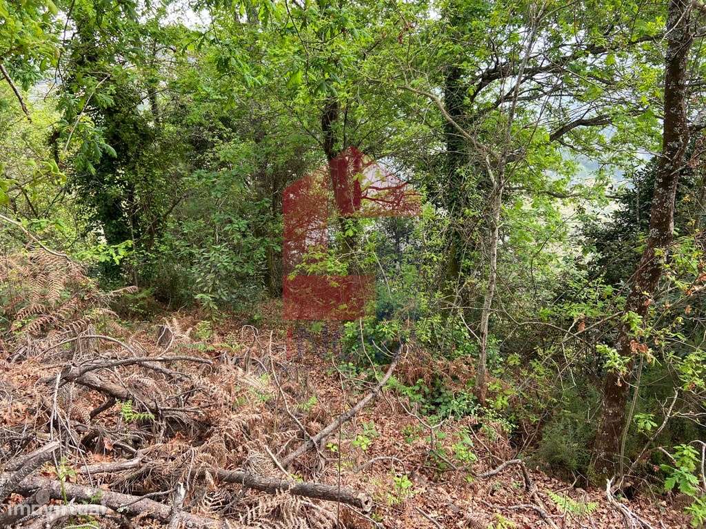 Terreno florestal em Penascais, Vila Verde - Grande imagem: 4/17