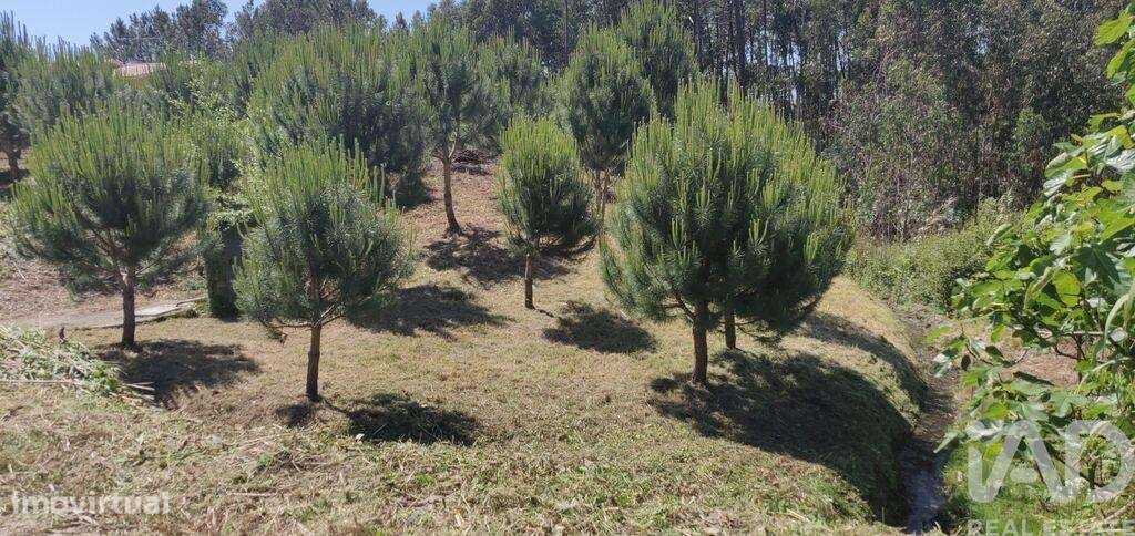 Terreno Agrícola em Monte Real e Carvide - Grande imagem: 2/10