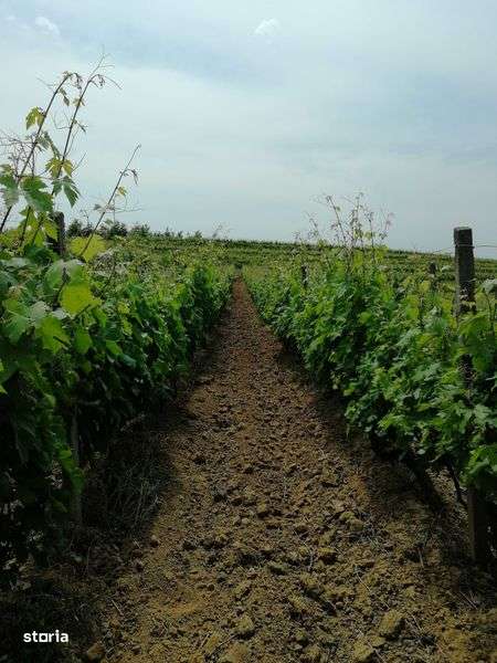 Plantatie vita-de-vie 9,5ha, afacere „la cheie” - Imagine principală: 4/6