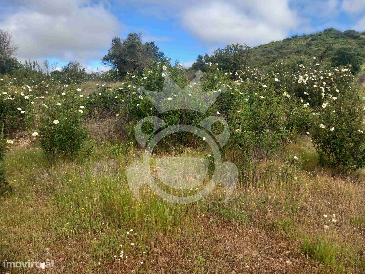 Terreno Rústico com ruína - 3Ha-8