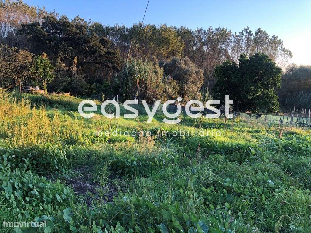 Terreno para construção do centro de Oliveira do Bairro - Grande imagem: 3/5