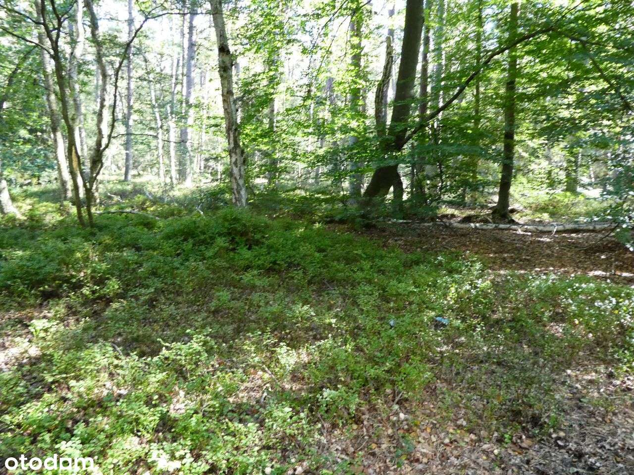 Działka nr 7/41 - zabudowa usługowa-3