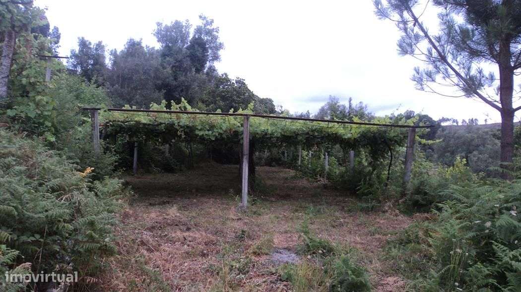 Quintinha com moradia em ruínas com 3.000m2 de terreno. - Grande imagem: 4/13