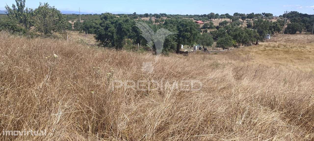 Terrenos Rústicos em Montalvão/Nisa - Grande imagem: 4/20