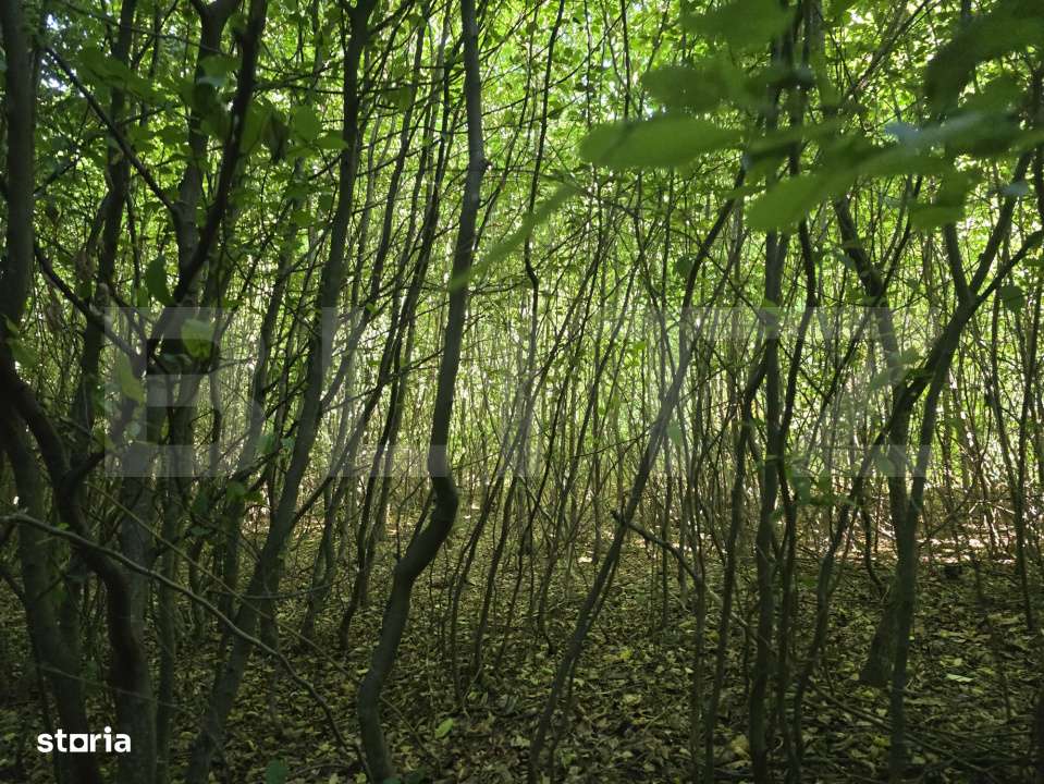Teren de 524 mp  la liziera padurii Faget - Imagine principală: 3/7